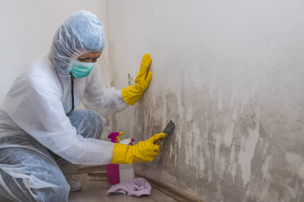 Best Mold Removal for HVAC Installations  in Paradise, CA