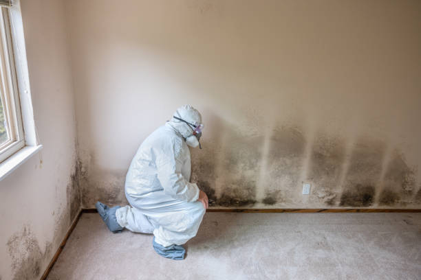 Best Real Estate Mold Inspection  in Paradise, CA